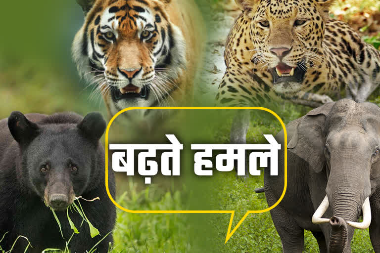 बढ़ता मानव-वन्य जीव संघर्ष, 5 सालों में बेहाल हुए ग्रामीण और पशुपालक