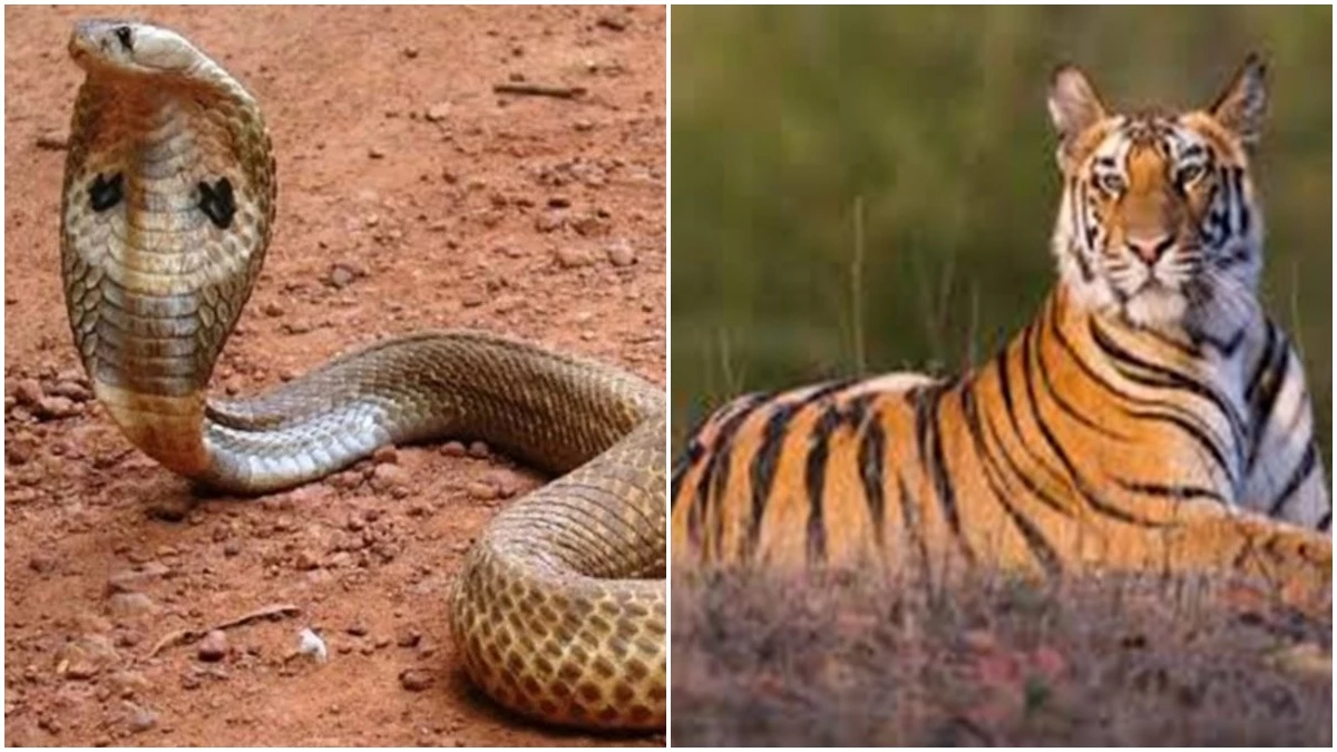 किंग कोबरा के बदले कर्नाटक को बाघ बाघिन का जोड़ा देगा मध्‍य प्रदेश, इंदौर जू में भेजने की तैयारी