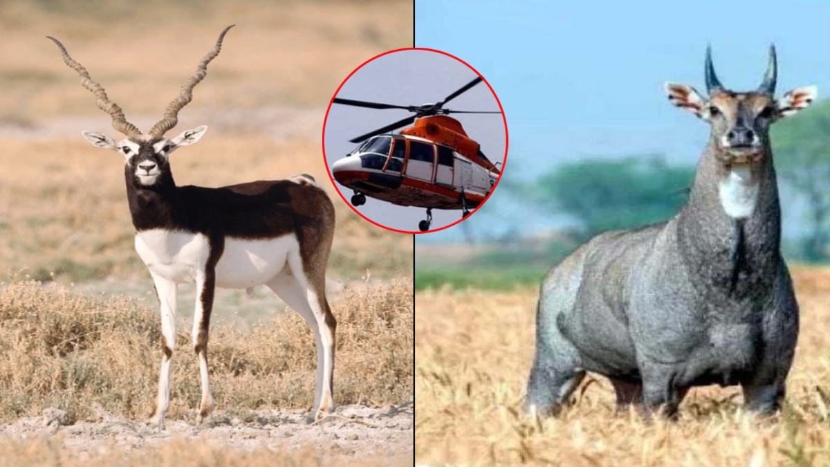 नीलगाय, ब्लेक बग को किया जाएगा शिफ्ट, हेलीकॉप्टर की ली जाएगी मदद